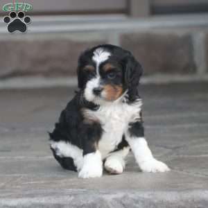 Coco, Cavapoo Puppy